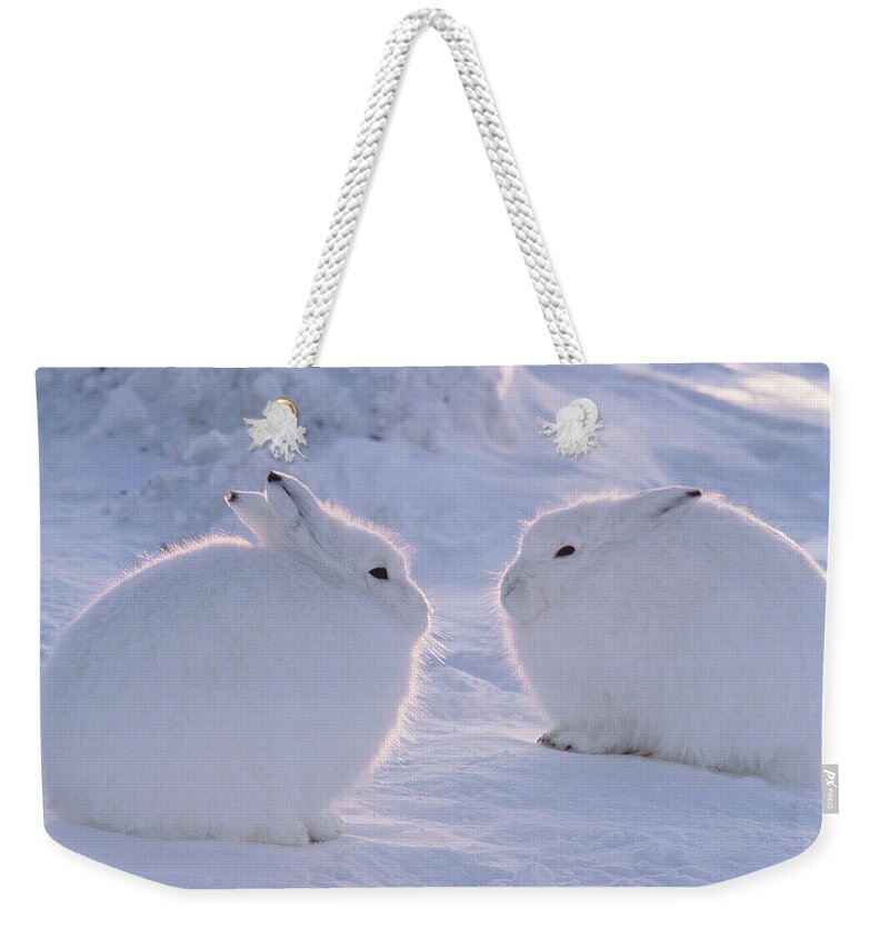 Snow Weekender Tote Bag featuring the photograph Arctic Hare Lepus Arcticus, Ellesmere by Art Wolfe