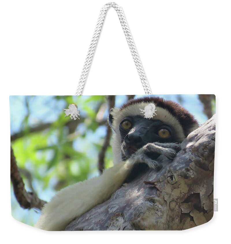  Weekender Tote Bag featuring the photograph Are you Looking at me? by Eric Pengelly
