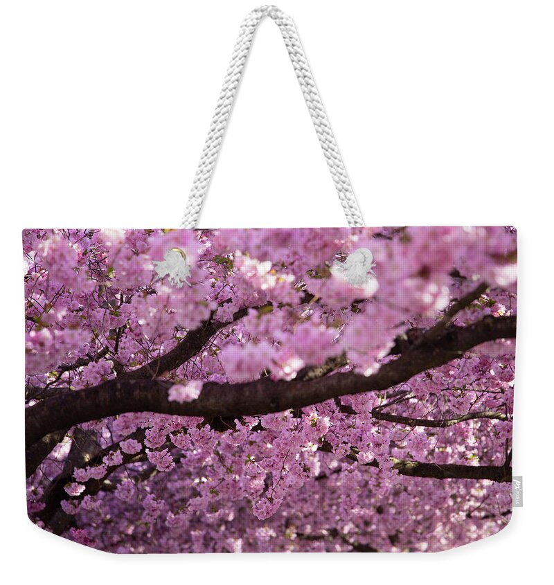 Cherry Weekender Tote Bag featuring the photograph Cherry Blossom Tree Panorama by Nicklas Gustafsson