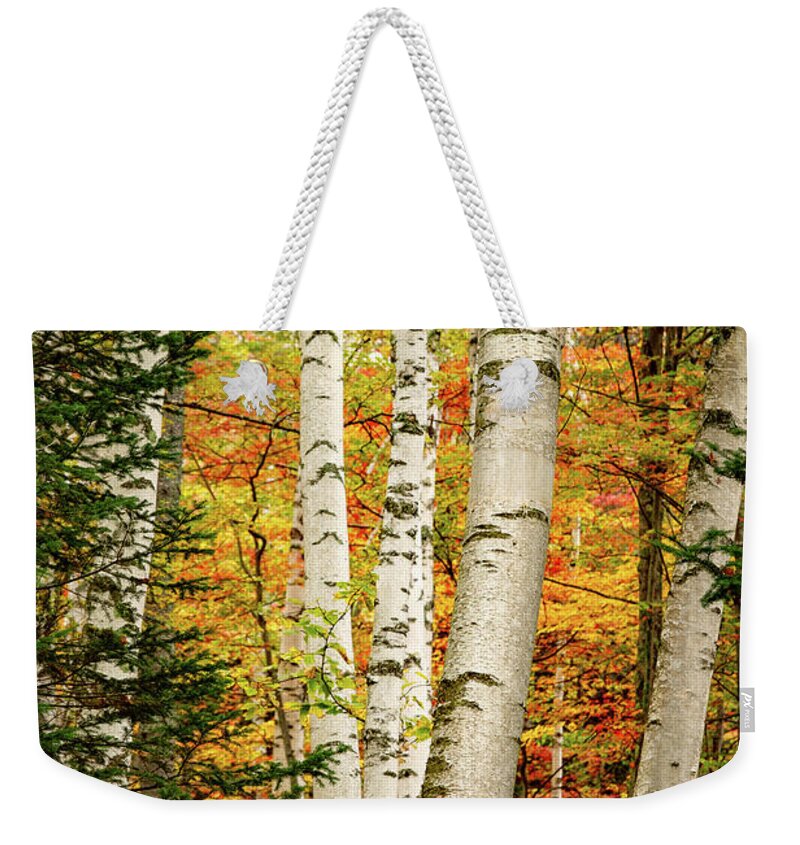 Autumn Weekender Tote Bag featuring the photograph Autumn Birch by Jeff Sinon