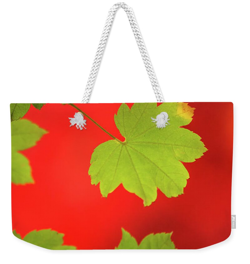 Nature Weekender Tote Bag featuring the photograph Autumn by Bob Cournoyer