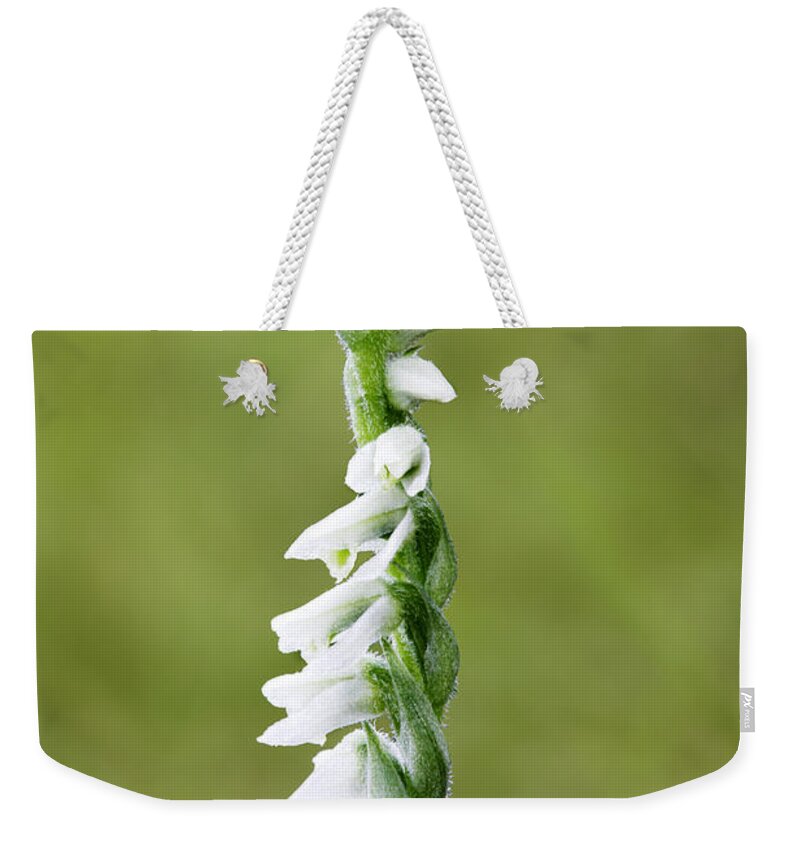 England Weekender Tote Bag featuring the photograph Autumn Ladies Tresses Orchid by David Clapp