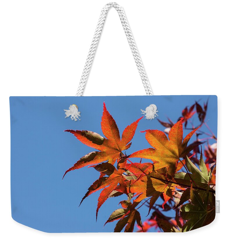 Autumn Weekender Tote Bag featuring the photograph Autumn Leaves by Deborah Ritch