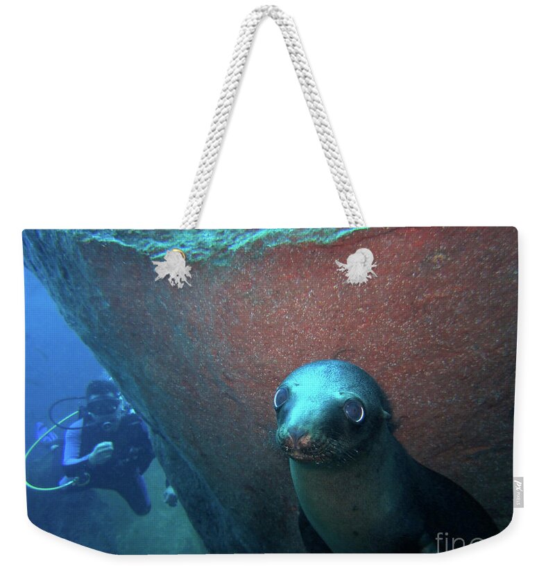 Sea Lion Weekender Tote Bag featuring the photograph Baby Lobo Marino by Becqi Sherman
