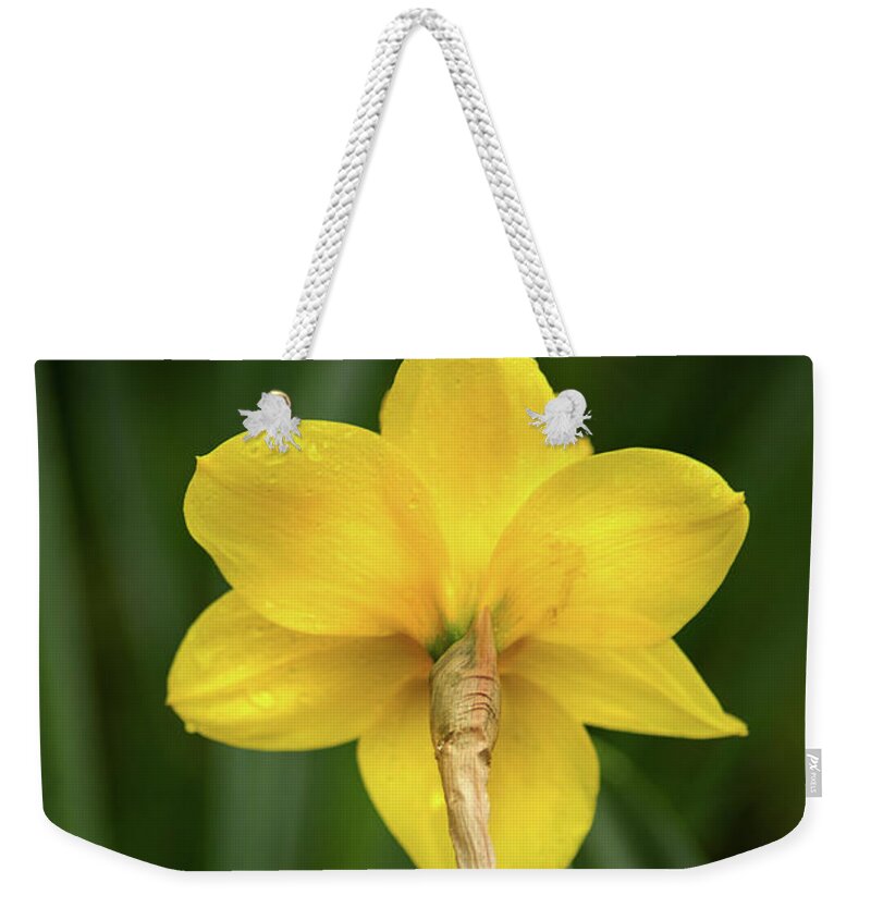 Flower Weekender Tote Bag featuring the photograph Back of Daffodil by Don Johnson