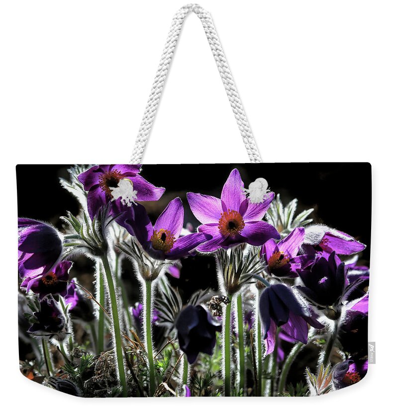 Pasque Flower Weekender Tote Bag featuring the photograph Backlit Pasque Flowers by Donna Kennedy