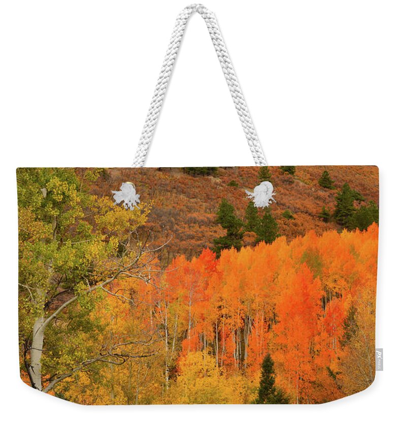 Colorado Weekender Tote Bag featuring the photograph Backroad Fall Colors near Telluride CO by Ray Mathis