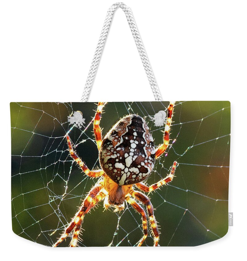 Spider Weekender Tote Bag featuring the photograph Backyard Spider by Patrick Campbell