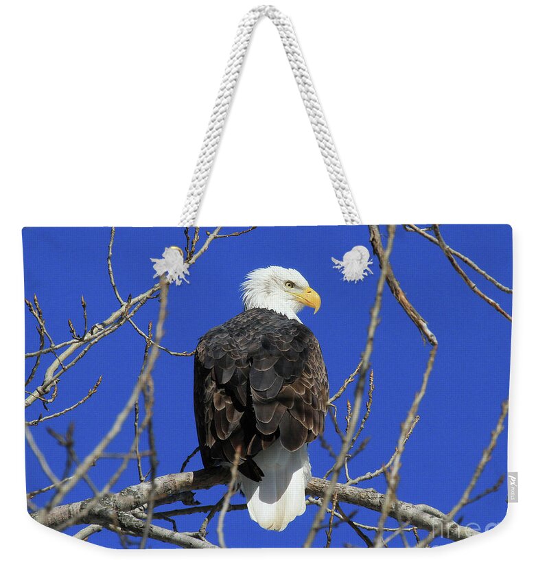 Eagle Weekender Tote Bag featuring the photograph Bald Eagle and Blue Sky by Paula Guttilla