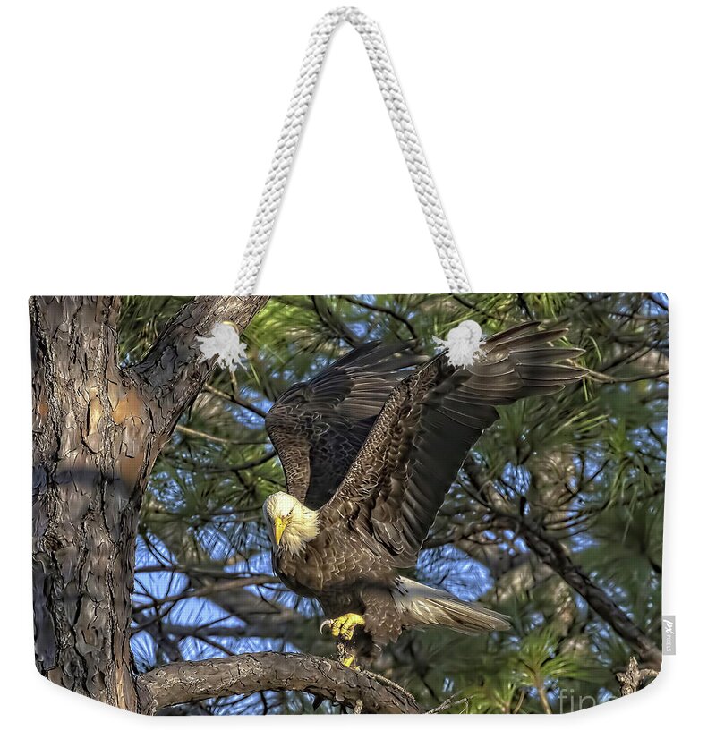 Eagles Weekender Tote Bag featuring the photograph Bald Eagle by DB Hayes