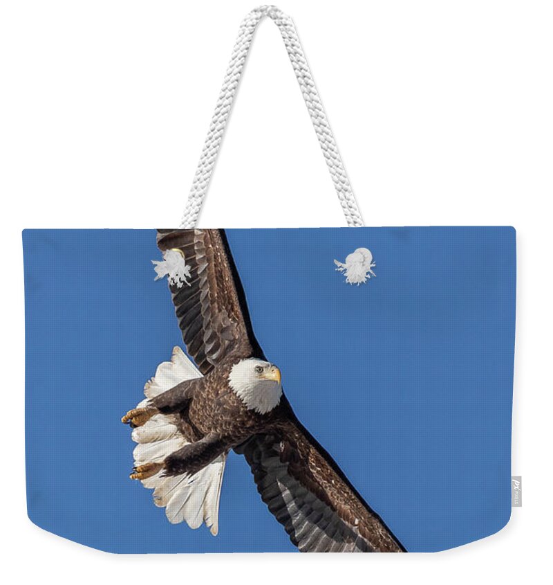 Bald Eagle Weekender Tote Bag featuring the photograph Bald Eagle Intercepts the Approach Vector by Tony Hake