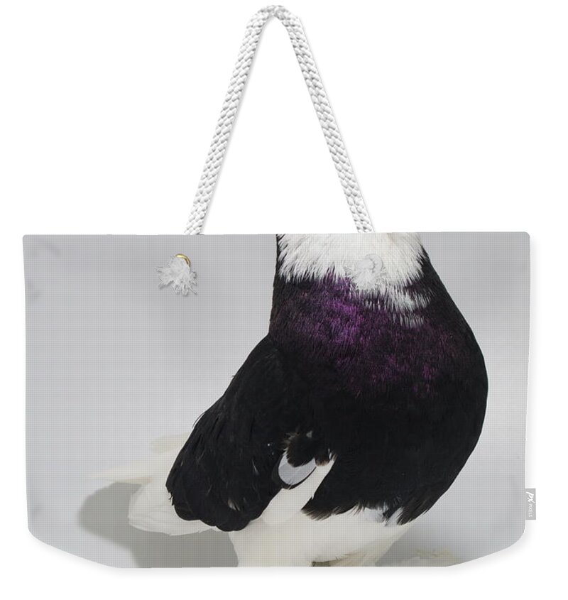Pigeon Weekender Tote Bag featuring the photograph Bald Headed West of England Tumbler by Nathan Abbott