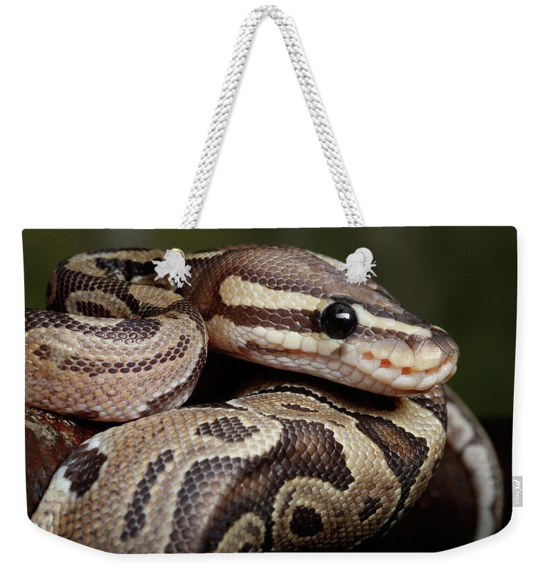 Animal Weekender Tote Bag featuring the photograph Ball Python Coiled On Branch by David Kenny