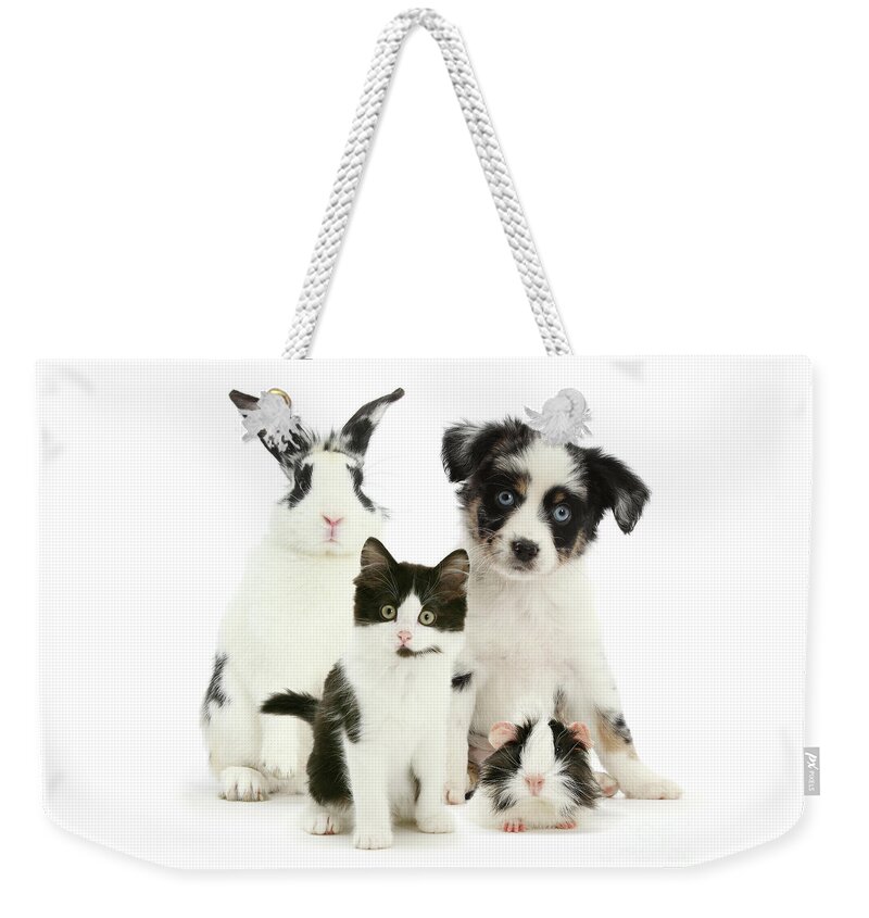 Miniature American Shepherd Weekender Tote Bag featuring the photograph Band of Bandits by Warren Photographic