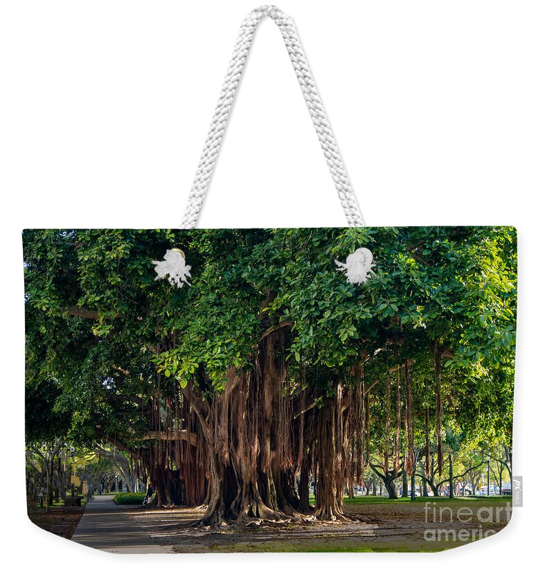 Banyan Weekender Tote Bag featuring the photograph Banyan Trees in St. Petersburg, Florida by L Bosco