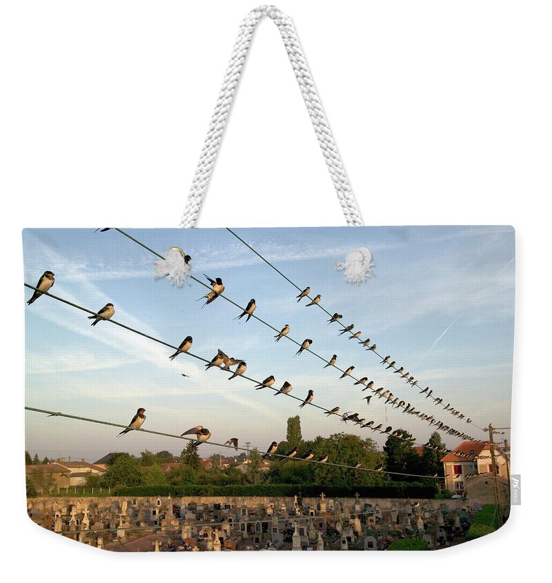 00620512 Weekender Tote Bag featuring the photograph Barn Swallows on Wires by Cyril Ruoso