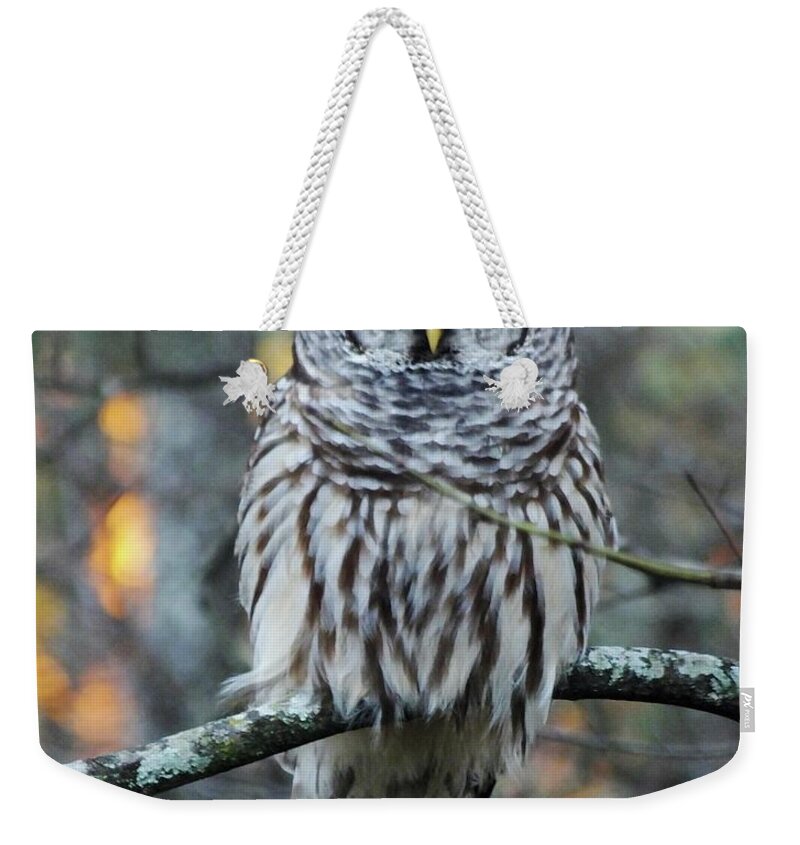 Owl Weekender Tote Bag featuring the photograph Barred owl 11 by Lizi Beard-Ward