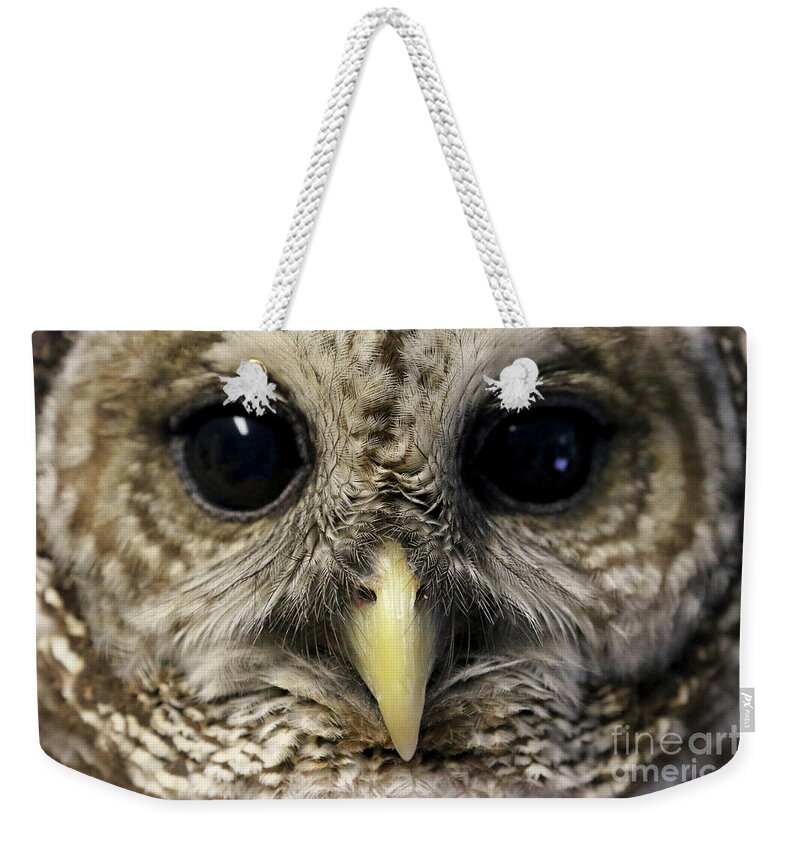 Barred Owl Weekender Tote Bag featuring the photograph Barred Owl by Meg Rousher
