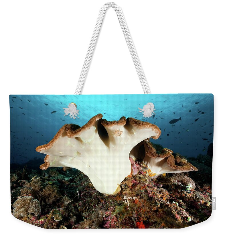 Underwater Weekender Tote Bag featuring the photograph Beautiful Leather Coral At Crystal Bay by Ifish