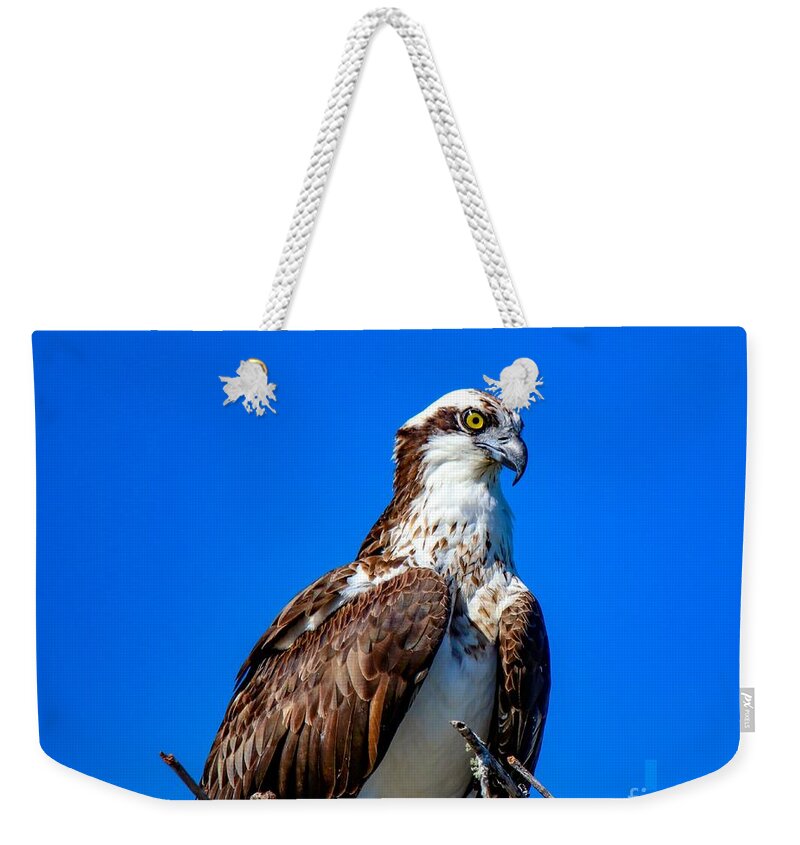 Bird Weekender Tote Bag featuring the photograph Beautiful Osprey by Susan Rydberg