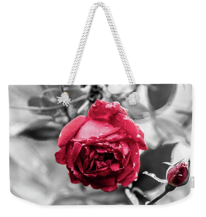 Photo Weekender Tote Bag featuring the photograph Beautiful Red Rose by Jason Hughes