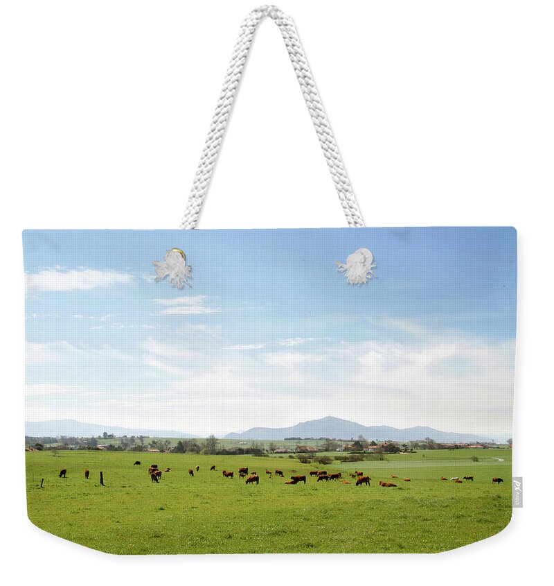Grass Weekender Tote Bag featuring the photograph Beef Cattle Grazing by Argijale