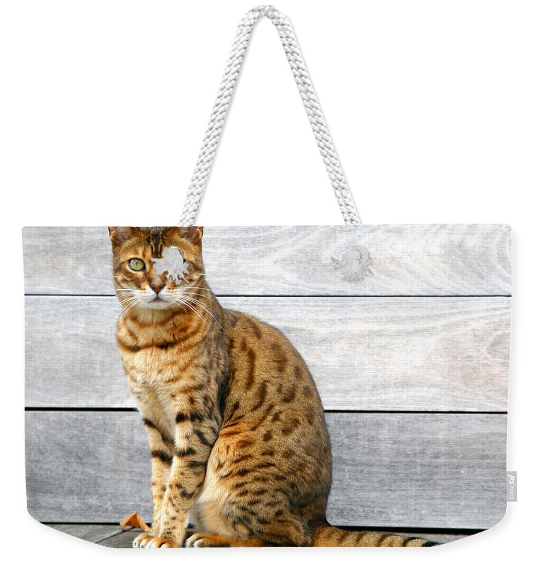 Pets Weekender Tote Bag featuring the photograph Bengal Cat Sitting On Weathered Deck by Itsabreeze Photography