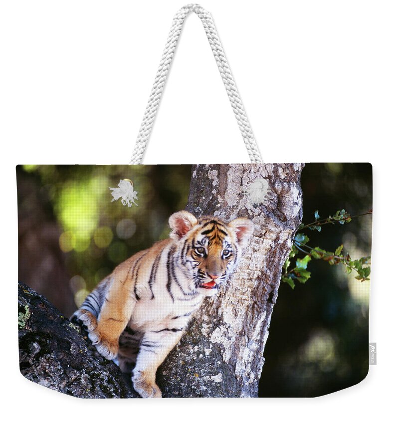 One Animal Weekender Tote Bag featuring the photograph Bengal Tiger Cub Panthera Tigris Tigris by Mike Hill