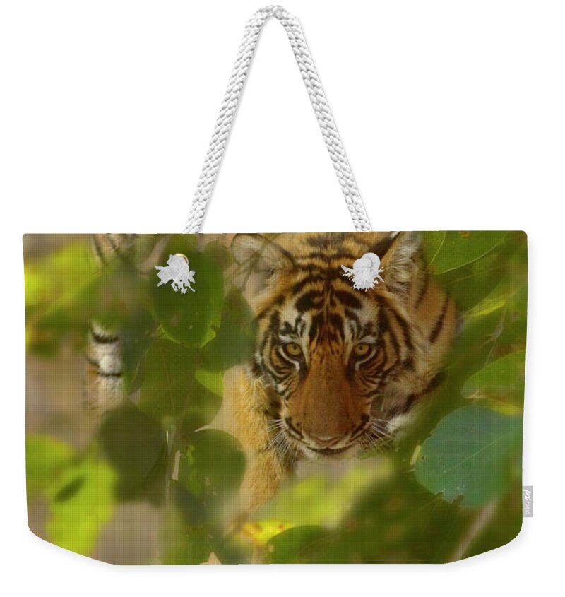 Ranthambore National Park Weekender Tote Bag featuring the photograph Bengal Tiger Panthera Tigris In Forest by Keren Su