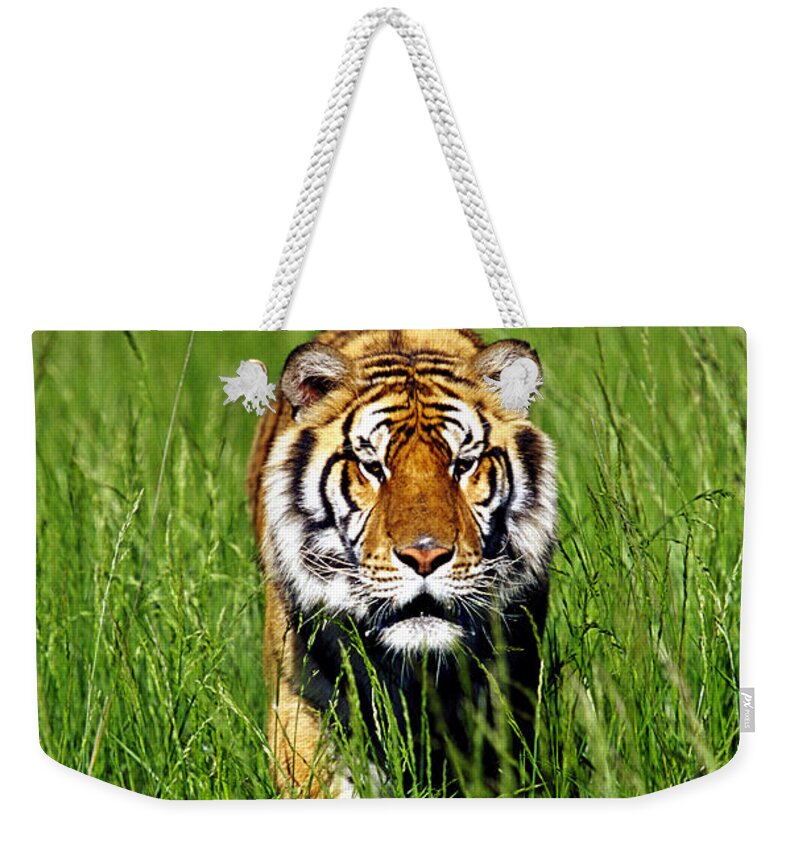 Vertebrate Weekender Tote Bag featuring the photograph Bengal Tiger, Panthera Tigris Tigris by Adam Jones