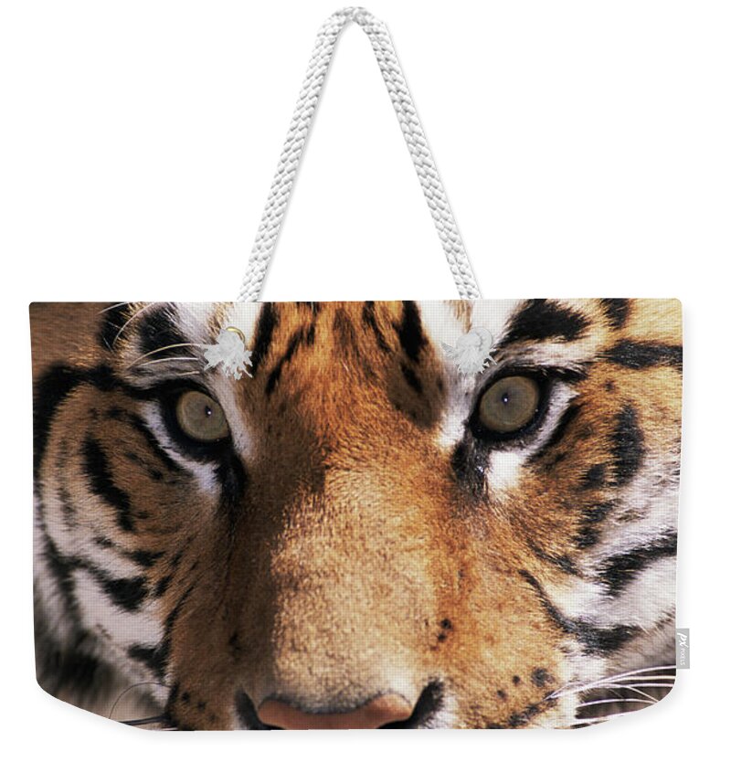 Orange Color Weekender Tote Bag featuring the photograph Bengal Tiger Panthera Tigris Tigris by Roine Magnusson
