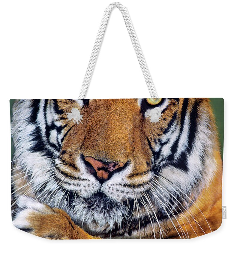 Bengal Tiger Weekender Tote Bag featuring the photograph Bengal Tiger Portrait Endangered Species Wildlife Rescue by Dave Welling