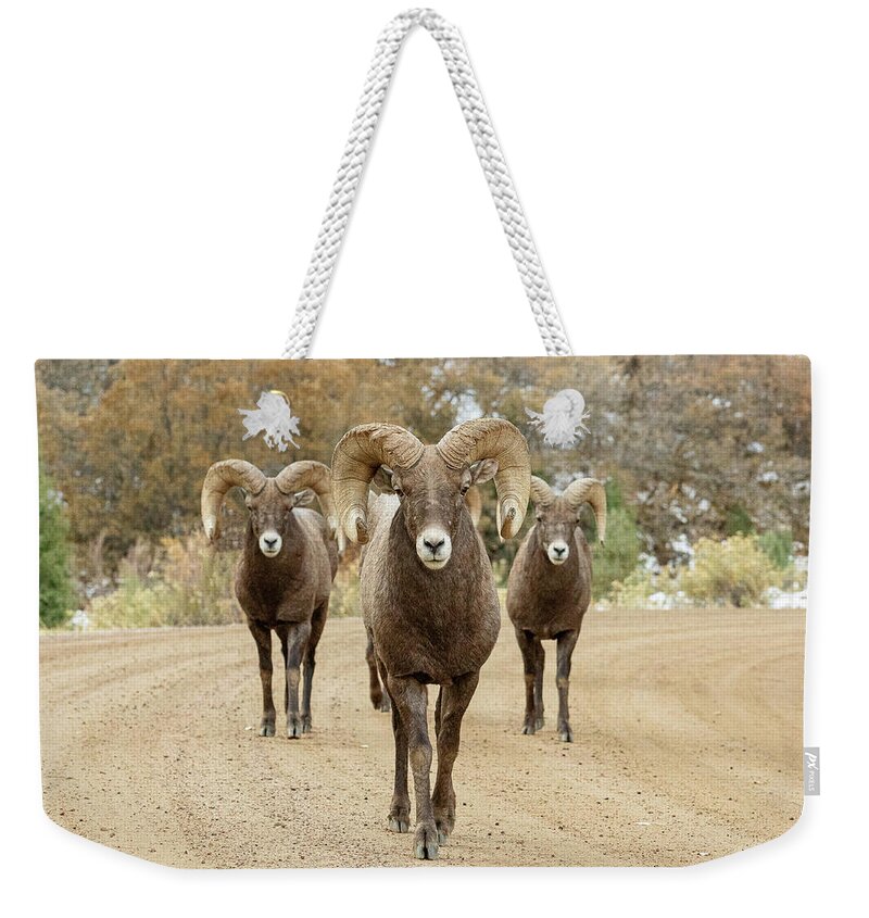 Bighorn Sheep Weekender Tote Bag featuring the photograph Bighorn Rams Head On by Tony Hake