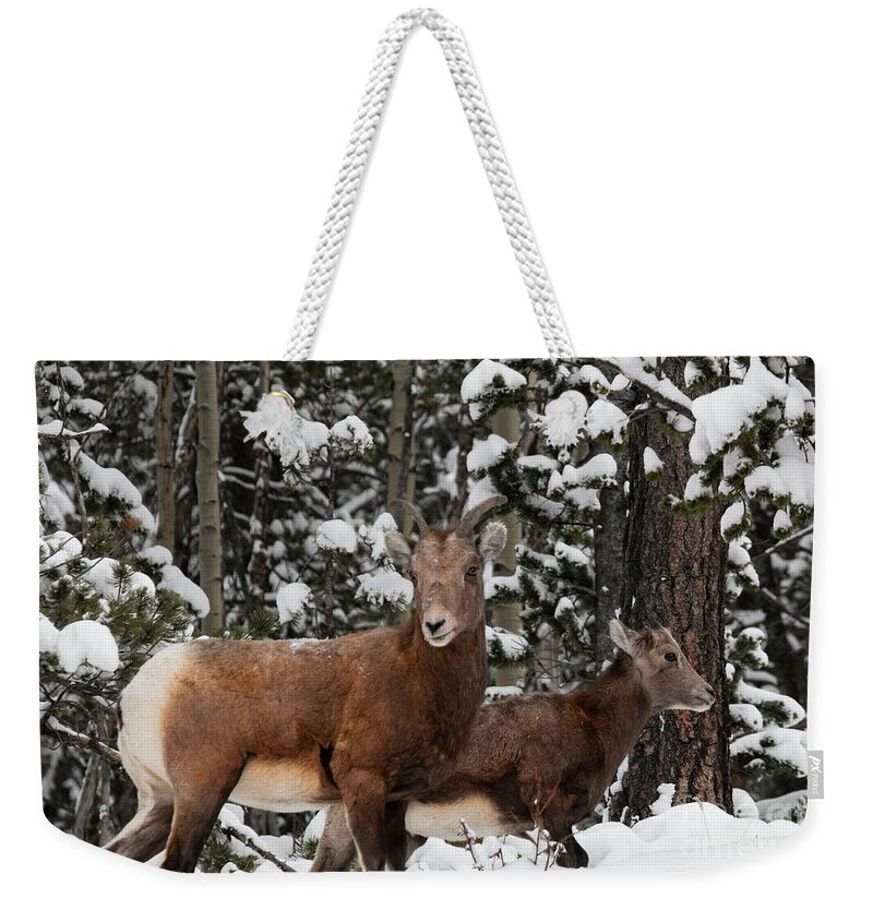 Wildlife Weekender Tote Bag featuring the photograph Bighorn Sheep in Deep Snow by Steven Krull