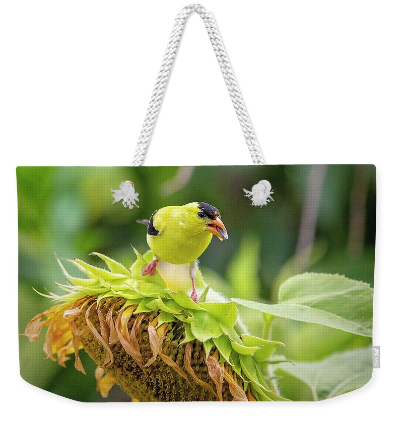 Bird Weekender Tote Bag featuring the photograph Bird on a Sunflower 2 by Deborah Penland