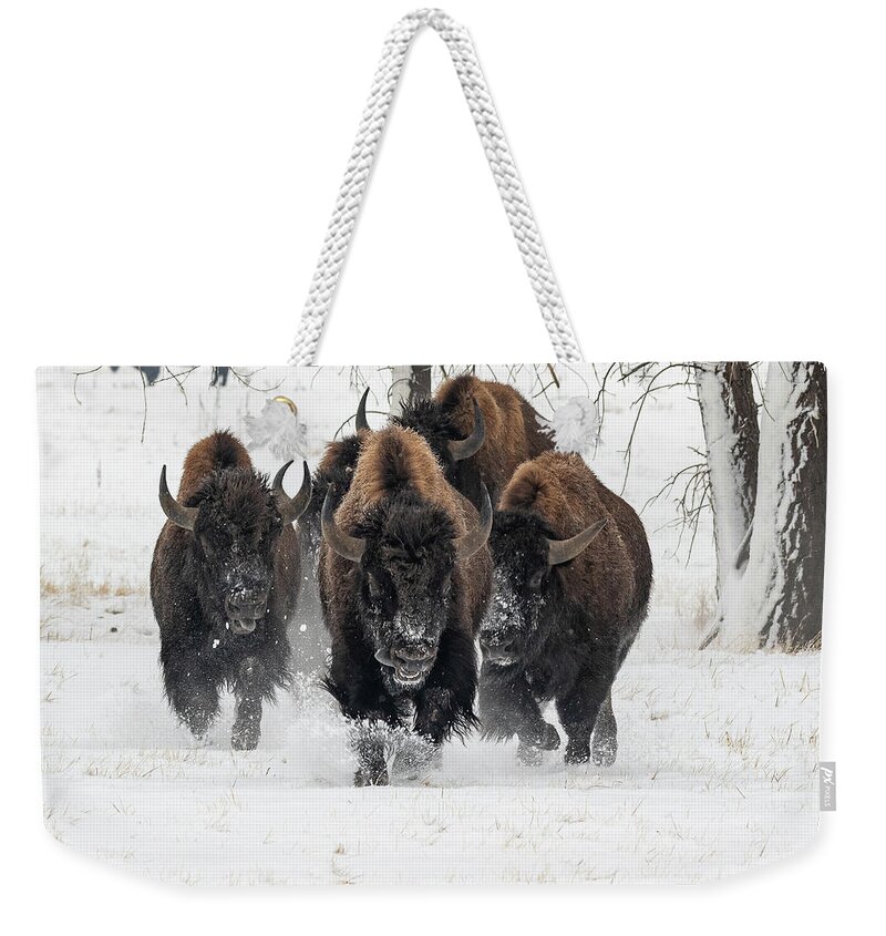 Bison Weekender Tote Bag featuring the photograph Bison Bulls Run In The Snow by Tony Hake