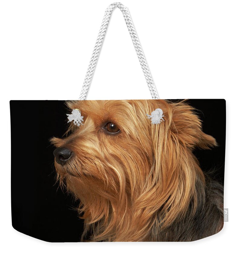 Pets Weekender Tote Bag featuring the photograph Black And Brown Yorkie Left Profile On by M Photo