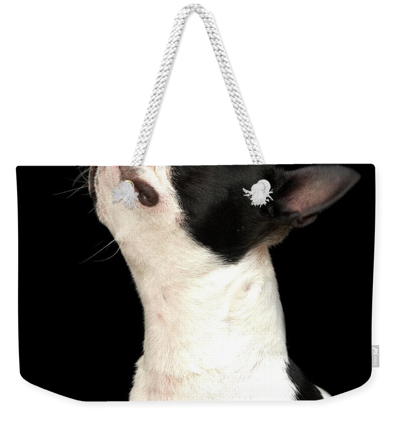 Pets Weekender Tote Bag featuring the photograph Black And White Boston Terrier Looking by M Photo