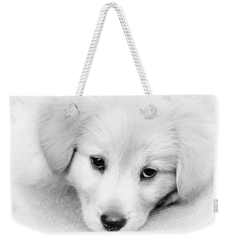 Dog Weekender Tote Bag featuring the photograph Black And White Puppy Portrait by Christina Rollo