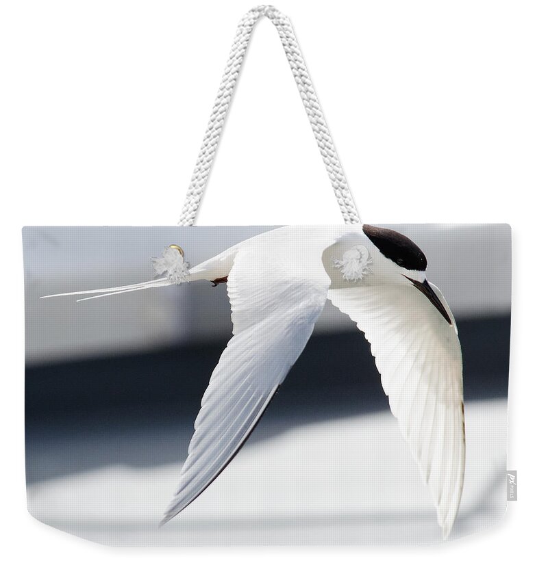 Black And White Weekender Tote Bag featuring the photograph Black and White -- White-Fronted Tern in Port Chalmers, New Zealand by Darin Volpe