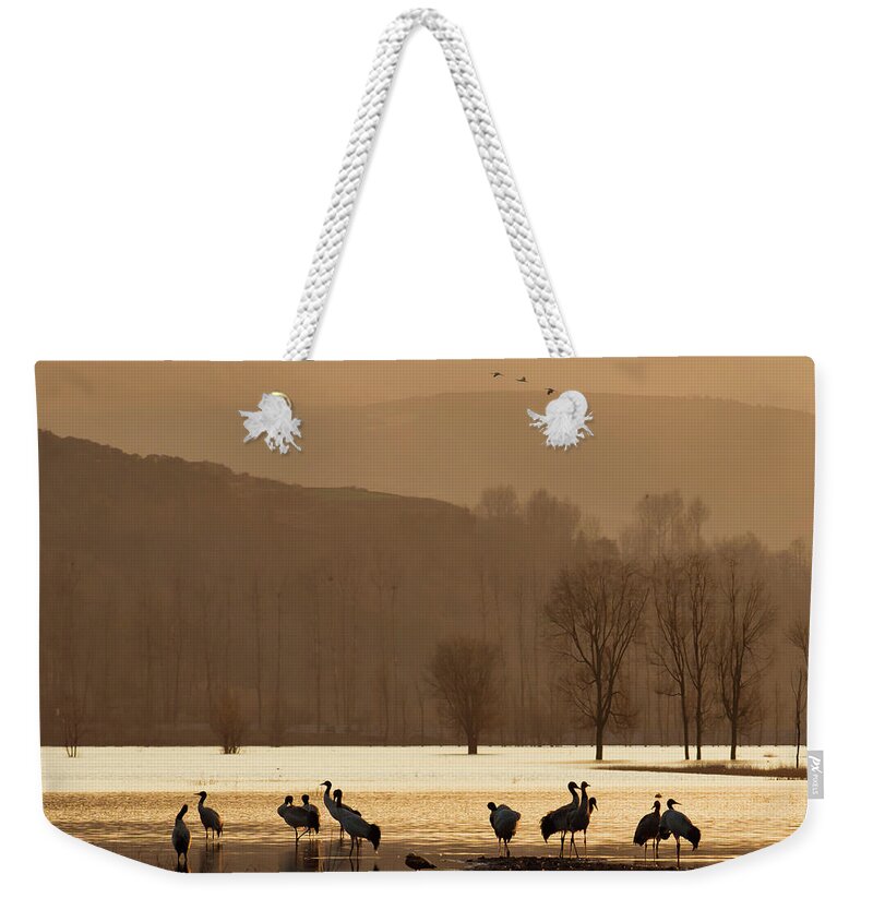 Animal Themes Weekender Tote Bag featuring the photograph Black-necked Cranes by Zhouyousifang