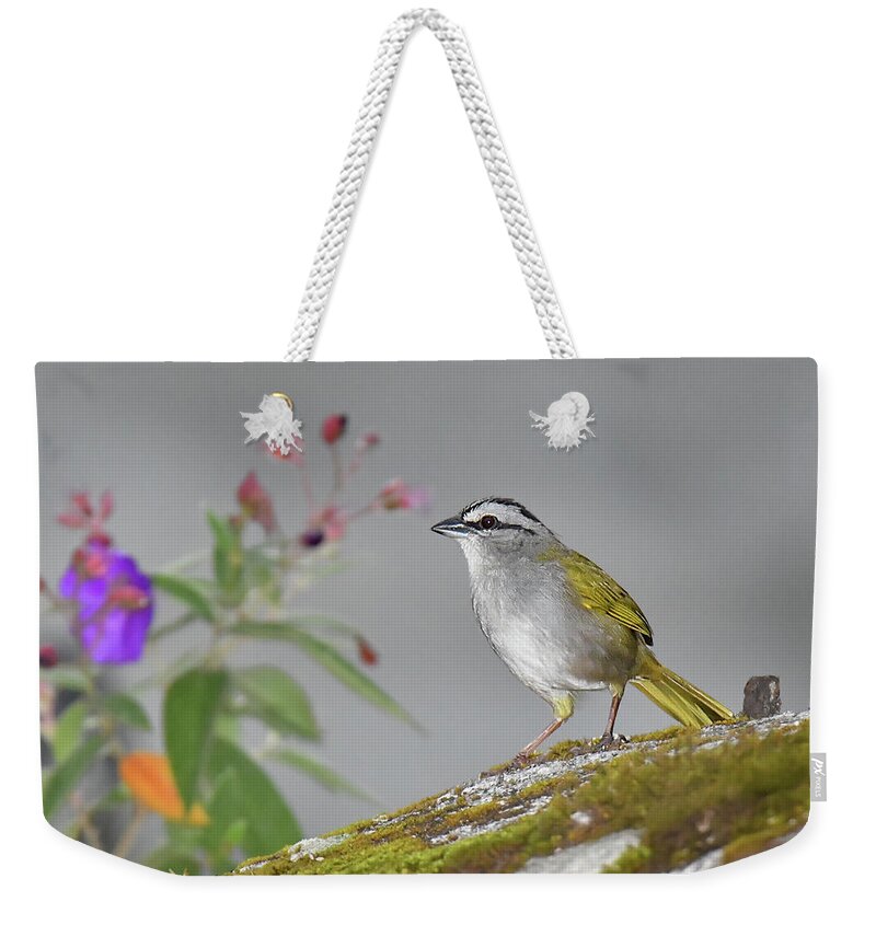 Panama Birds Weekender Tote Bag featuring the photograph Black-striped Sparrow by Alan Lenk