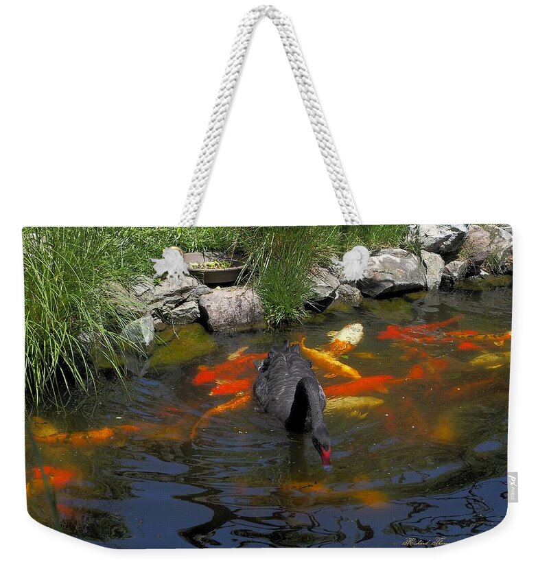 Animals Weekender Tote Bag featuring the photograph Black Swan Colorful Koi by Richard Thomas