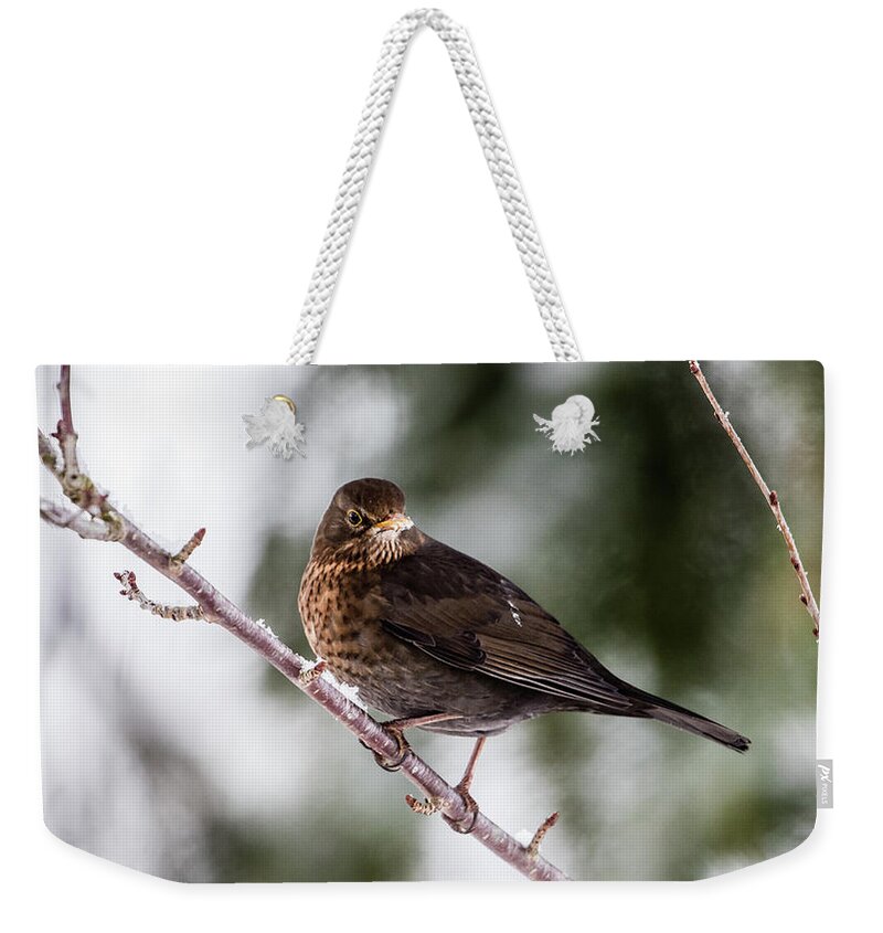 Female Common Blackbird Weekender Tote Bag featuring the photograph Blackbird with snow on the beak by Torbjorn Swenelius