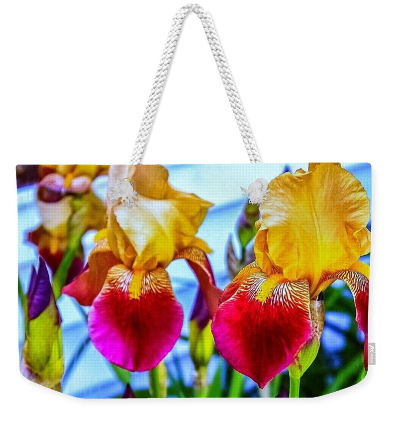 # Blatant Iris# Flowers#season# Spring # Tall# Bearded# Nature #colors # Yellow # Burgundy # Orange #leaves#green # Photography # (c)maryleeparker Mug # Weekend Tote # Shower Curtain #! Duvet Cover # Framed # Print#!greeting Card# Metal # Wood# Yoga Mat # Blanket #  Tapestry # T Stirt# Phone Case# Battery Case# Beach Towel # Tote Bag # Pouch# Round Towel# Notebook Weekender Tote Bag featuring the photograph Blatant Iris by MaryLee Parker