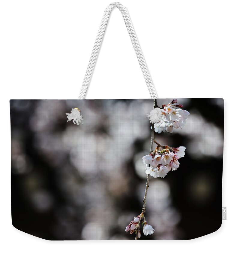 Bud Weekender Tote Bag featuring the photograph Bloomed Early Sakura by Kyoto Photo Press