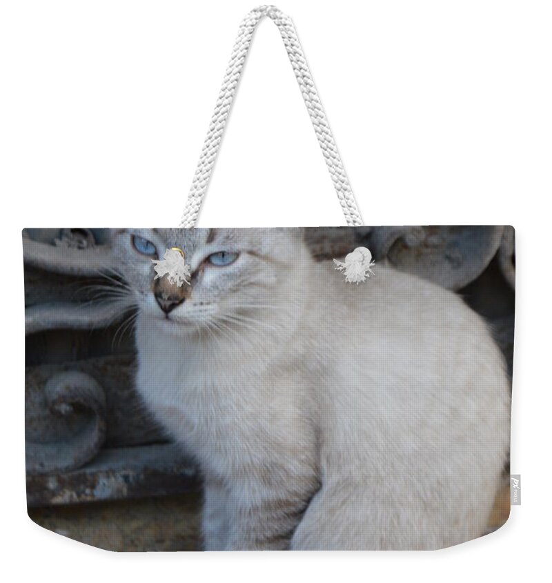 Cat Weekender Tote Bag featuring the photograph Blue Eyed by Thomas Schroeder