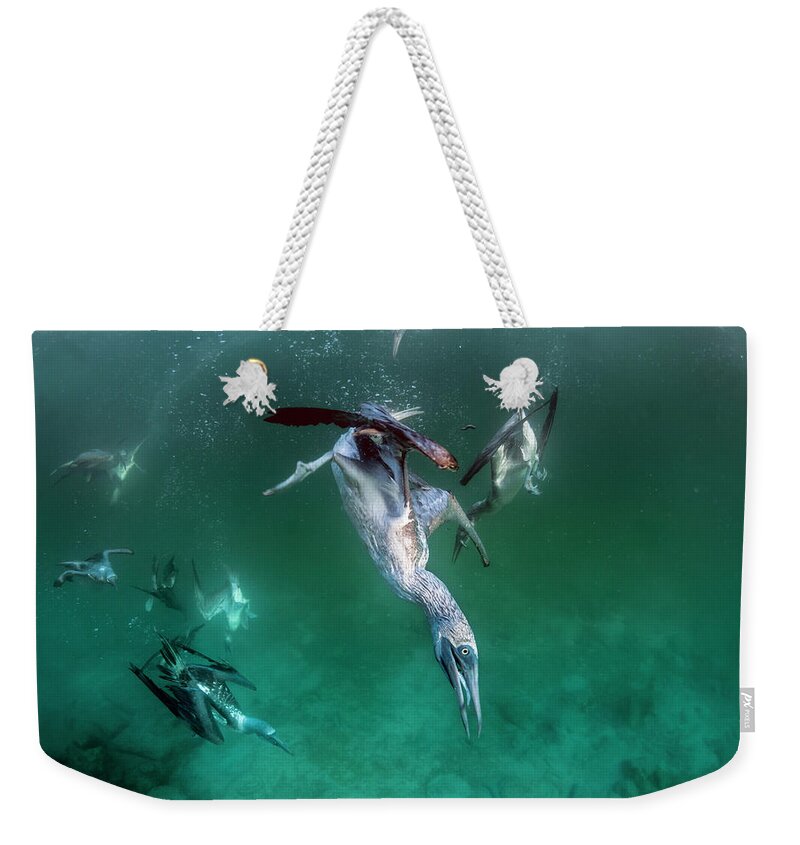 Animal Weekender Tote Bag featuring the photograph Blue Footed Boobies Fishing Underwater by Tui De Roy