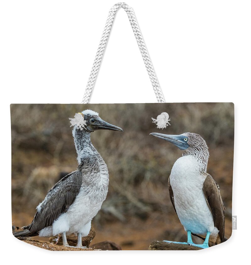 Animal Weekender Tote Bag featuring the photograph Blue-footed Booby With Fledgling by Tui De Roy