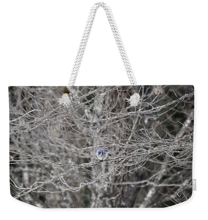 Bird Weekender Tote Bag featuring the photograph Blue Jay in a Tree by Hella Buchheim